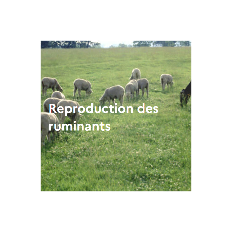 Reproduction des ruminants