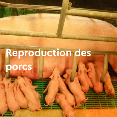 Reproduction des porcs